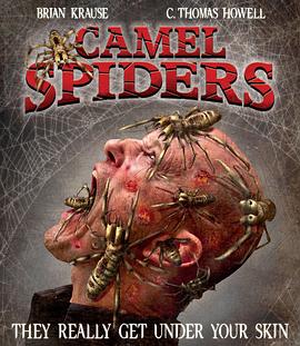 ����֩�� Camel Spiders�������