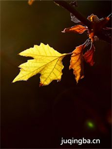 ������ͩ�������(��40��)