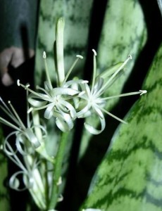 �����ɾ������