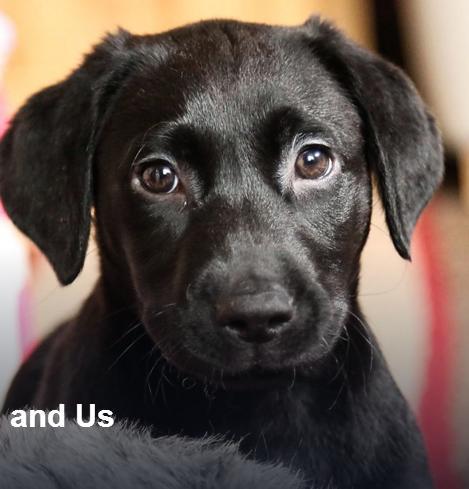 10PuppiesandUsSeason1�������