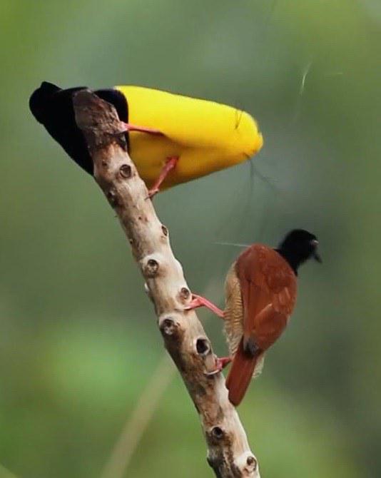 �������ռ�׷���һ���������