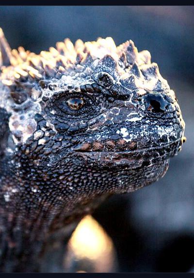 ��������˹�������