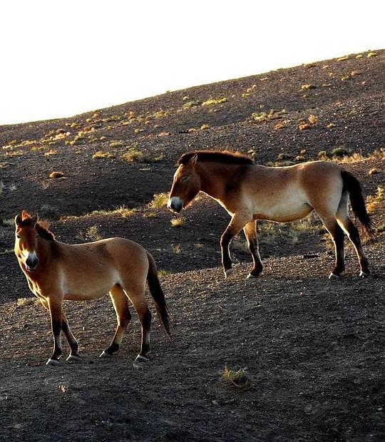 �ʵ۵�Ұ����һ���������