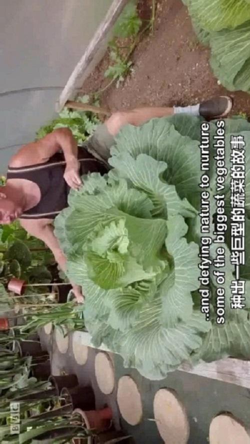 ����ʿ�ľ޴��߲˾������