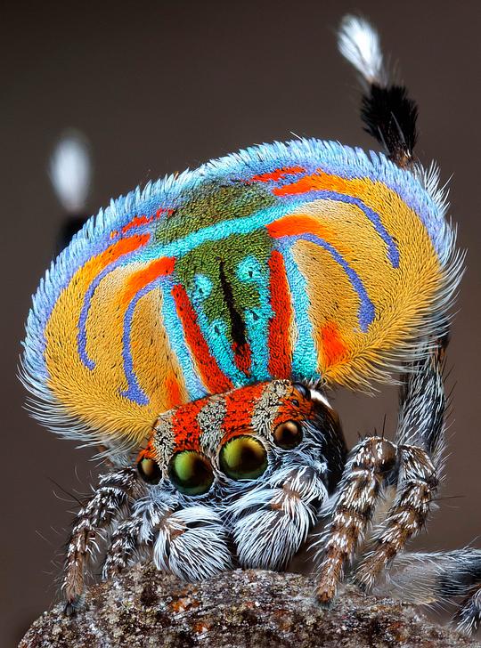 ��Ұ�ɰľ������