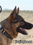 ��ӰսȮ���˹��Ա��_ȫ����Ա�������_��Ӱ