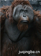 ��������2����֮ս��Ա��_ȫ����Ա�������_��Ӱ