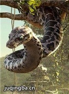 ���ɭ����Ա��_ȫ����Ա�������_��Ӱ