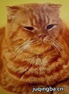 ����è����Ա��_ȫ����Ա�������